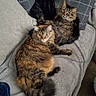 cat, feline, pet, animal, cozy, couch, blanket, pillow, indoor, fur, tabby, resting, two_cats, looking, curious, relaxed, domestic, cute, companion, living_room