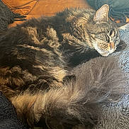 Aristote a rejoint le concours — aidez-le/la à gagner de superbes lots ! animal, blanket, cat, closeup, comfort, cozy, cushion, fluffy, fur, home, indoor, mammal, nap, pet, pillow, relaxation, rest, sleeping, tabby_cat, whiskers