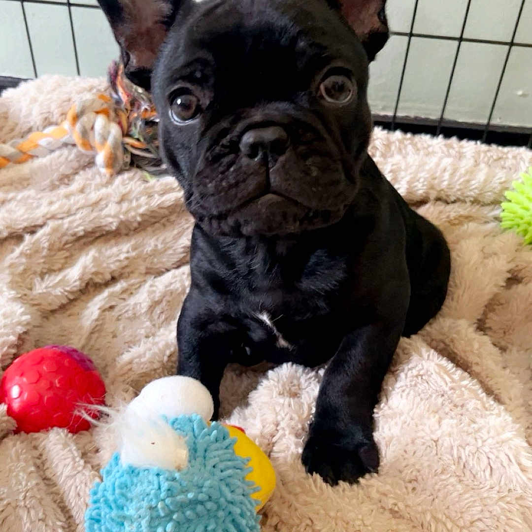 Aïko a rejoint le concours — aidez-le/la à gagner de superbes lots ! animal, ball, bed, bostonbull, boxer, bulldog, canine, dog, frenchbulldog, indoors, pet, pitbull, plush, pug, puppy, sport, tennis, tennisball, toy, whitedog