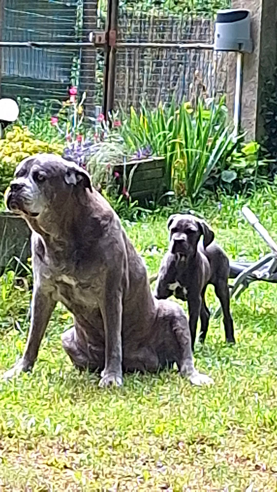 Vany participe au concours pour gagner de l'argent avec cette photo : art, canidae, carnivore, companion_dog, dog, dog_breed, fawn, grass, groundcover, guard_dog, gun_dog, metal, plant, snout, sporting_group, statue, tail, terrestrial_animal, working_animal, working_dog