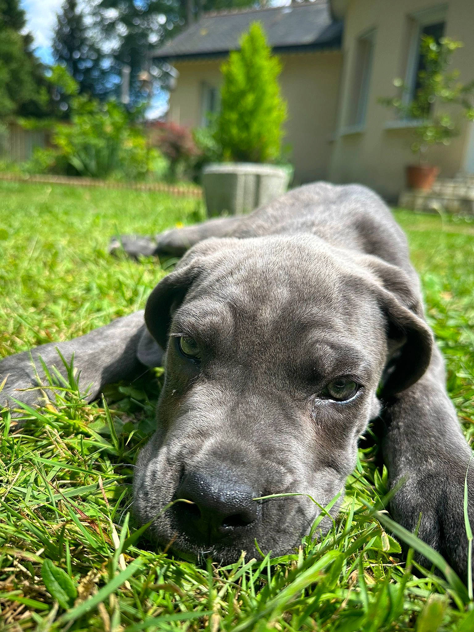 Vany participe au concours pour gagner de l'argent avec cette photo : canidae, carnivore, companion_dog, dog, dog_breed, fawn, garden, grass, groundcover, guard_dog, plant, pointing_breed, puppy, terrestrial_animal, tree, water, whiskers, window, working_animal, working_dog