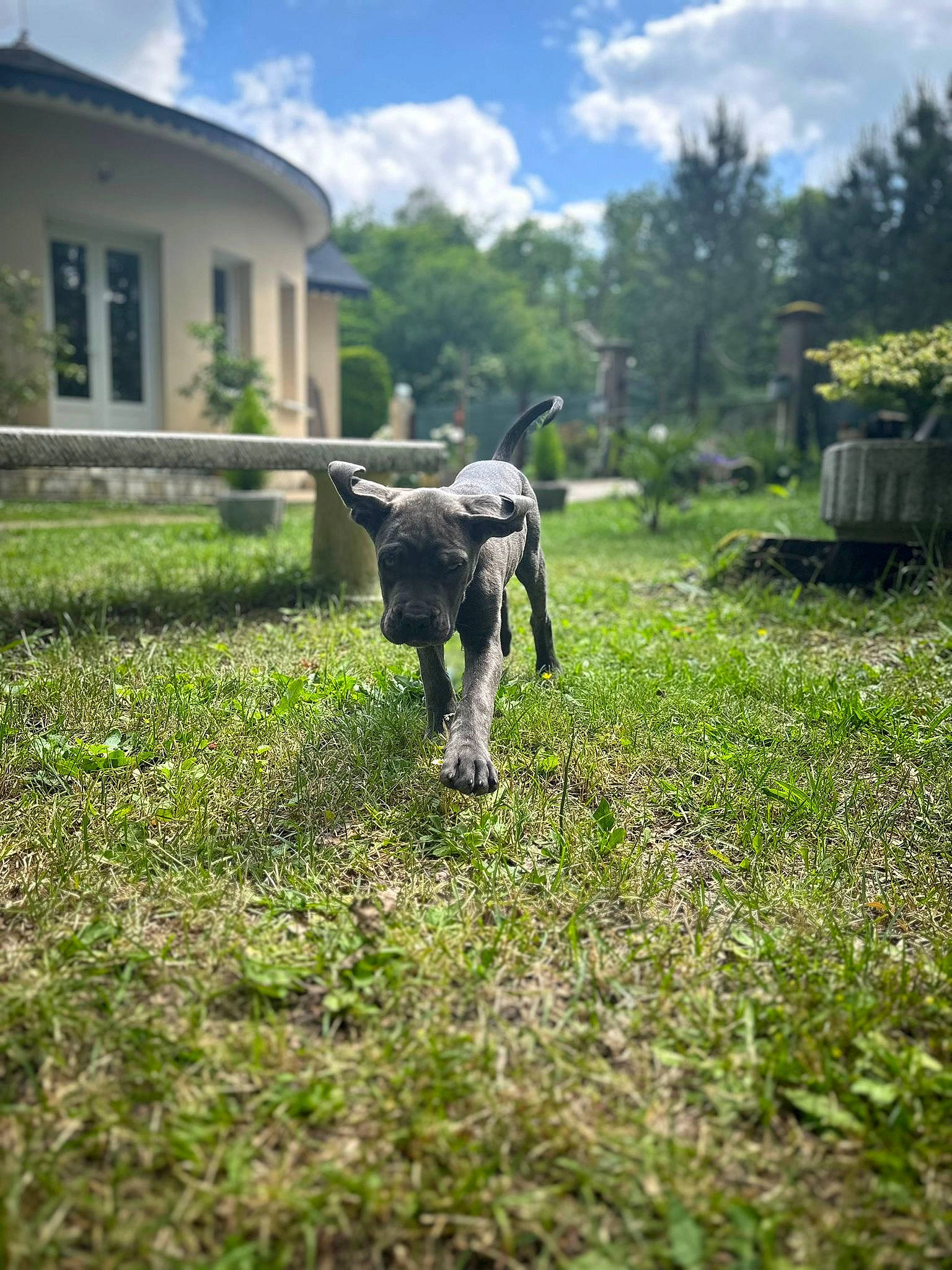 Vany a rejoint le concours — aidez-le/la à gagner de superbes lots ! building, cloud, companion_dog, dog_breed, fawn, grass, grass_family, grassland, groundcover, landscape, lawn, livestock, meadow, natural_landscape, plant, sky, terrestrial_animal, tree, window, working_animal