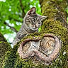 Sacha participe au concours pour gagner de l'argent avec cette photo : animal, branch, cat, closeup, curious, daylight, feline, forest, gray_tabby, green_leaves, knotted_tree, mammal, moss, nature, outdoor, pet, tree, tree_bark, wildlife, wood