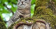 Sacha participe au concours pour gagner de l'argent avec cette photo : animal, background_blur, bark, branch, cat, closeup, feline, forest, greenery, leaf, moss, nature, outdoor, peaceful, pet, portrait, tabby_cat, tree, wildlife, wood