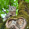animal, background_blur, bark, branch, cat, closeup, feline, forest, greenery, leaf, moss, nature, outdoor, peaceful, pet, portrait, tabby_cat, tree, wildlife, wood
