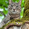 Sacha a rejoint le concours — aidez-le/la à gagner de superbes lots ! animal, bokeh, calm, cat, closeup, ears, eyes, feline, forest, greenery, grey_tabby, moss, nature, outdoor, pet, portrait, tree_branch, whiskers, wildlife, wood