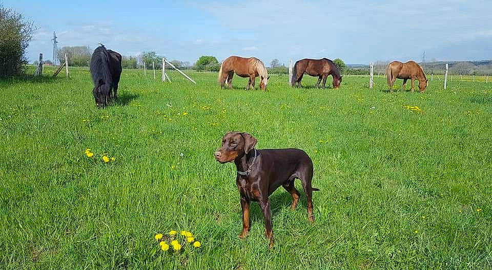 Laïos participe au concours pour gagner de l'argent avec cette photo : canidae, carnivore, dog, dog_breed, fawn, field, grass, grassland, landscape, meadow, natural_landscape, pasture, plant, prairie, rural_area, sky, snout, sporting_group, terrestrial_animal, working_animal