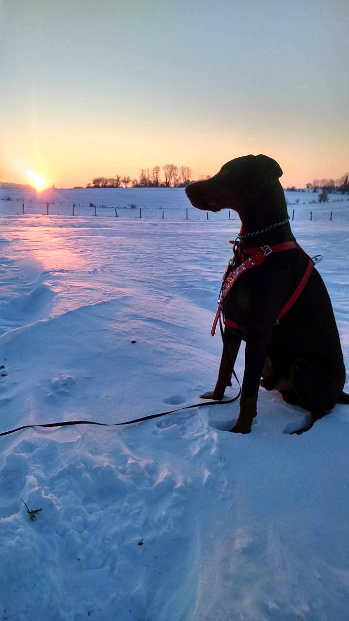Laïos a rejoint le concours — aidez-le/la à gagner de superbes lots ! canidae, carnivore, collar, dog, dog_breed, dog_collar, fawn, freezing, ice_cap, landscape, leash, ocean, pet_supply, recreation, sky, slope, snow, sporting_group, winter, working_animal