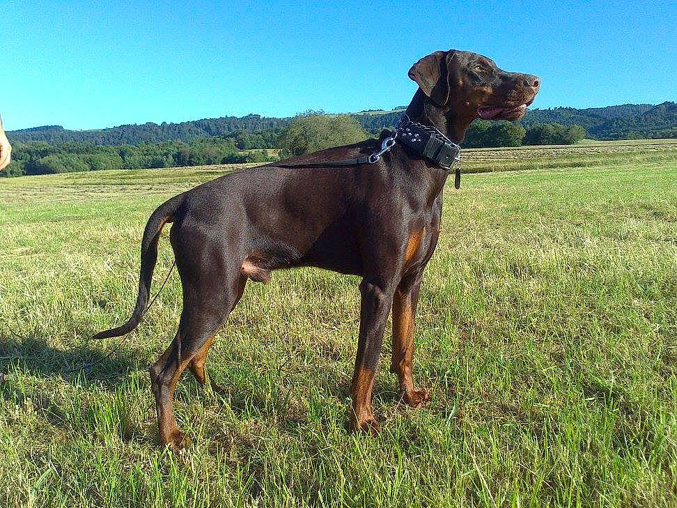 Laïos a rejoint le concours — aidez-le/la à gagner de superbes lots ! carnivore, collar, dobermann, dog, dog_breed, dog_collar, fawn, grass, grassland, landscape, liver, pet_supply, plant, prairie, sky, snout, tail, terrestrial_animal, tree, working_animal