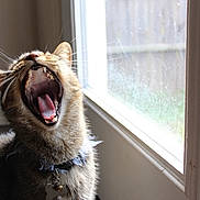 Paco is registered to the contest to win money with this photo: animal, cat, close_up, collar, cute, daylight, domestic, feline, fur, house, indoor, mouth_open, natural_light, pet, teeth, tongue, tongue_out, whiskers, window, yawning