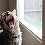 animal, cat, close_up, collar, cute, daylight, domestic, feline, fur, house, indoor, mouth_open, natural_light, pet, teeth, tongue, tongue_out, whiskers, window, yawning