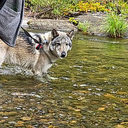 Titan joined the competition — help win amazing prizes! dog, wolf_like_dog, canine, gray_fur, pointed_ears, face, animal, leash, person, creek, stream, water, wading, riverbed, stones, rocks, outdoors, nature, greenery, autumn