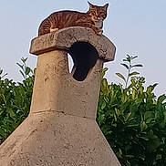 Sokette participe au concours pour gagner de l'argent avec cette photo : cat, tabby_cat, chimney, stone, outdoor, nature, greenery, sky, animal, pet, relaxing, watchful, daytime, leafy, roof, texture, quiet, calm, resting, feline