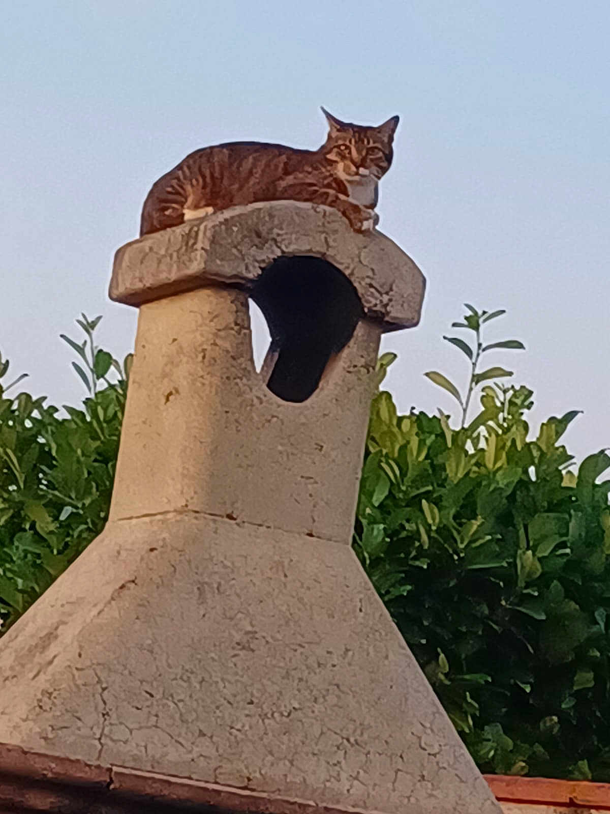Sokette participe au concours pour gagner de l'argent avec cette photo : cat, tabby_cat, chimney, stone, outdoor, nature, greenery, sky, animal, pet, relaxing, watchful, daytime, leafy, roof, texture, quiet, calm, resting, feline