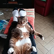 Sokette participe au concours pour gagner de l'argent avec cette photo : armchair, casual, cat, feline, floor, fur, indoor, legs, living_room, magazines, orange_cushion, paws, person, relaxed, resting, socks, striped, tabby, tiled_floor, white_paws