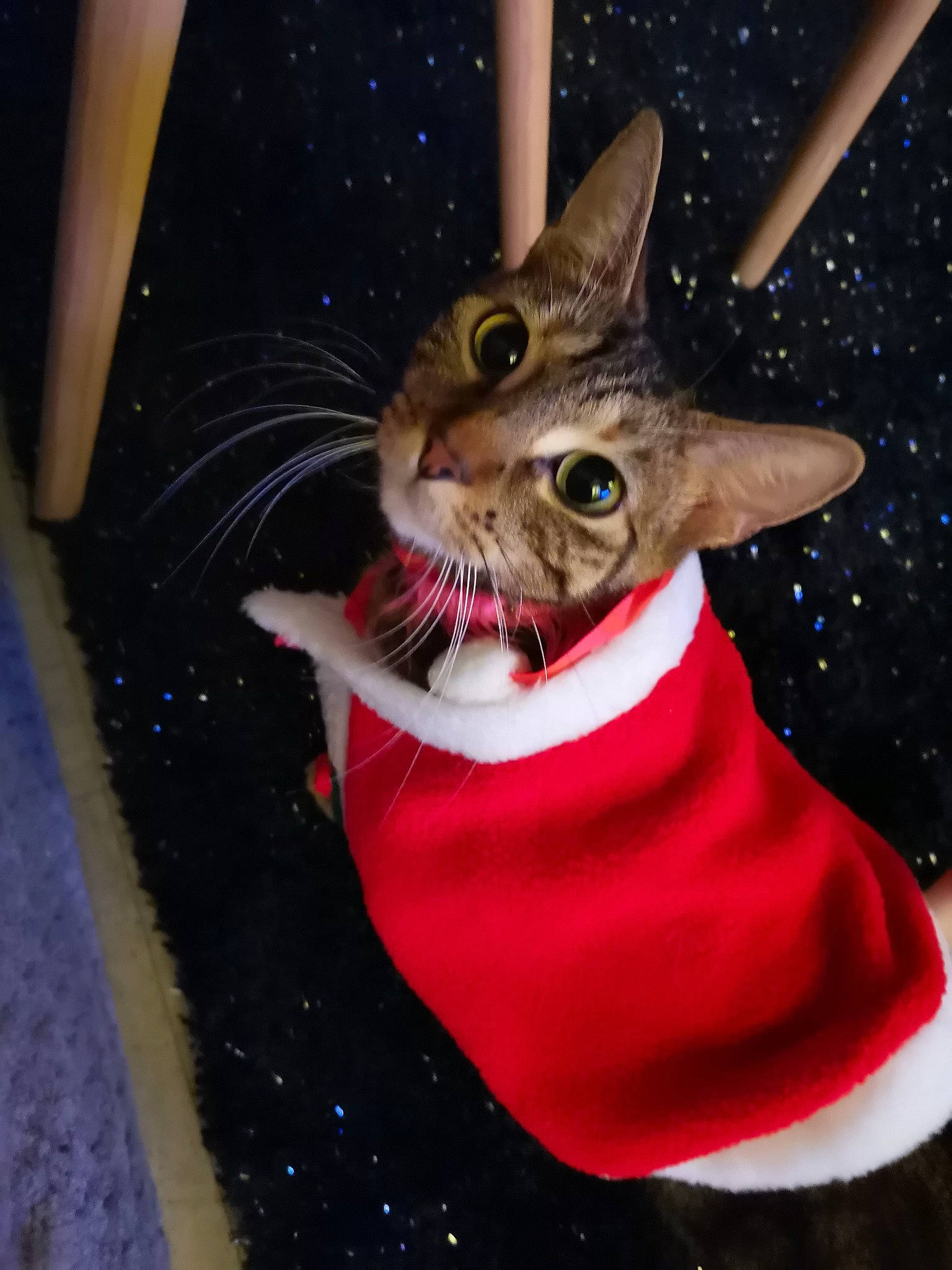 Princesse participe au concours pour gagner de l'argent avec cette photo : astronomical_object, carnivore, cat, collar, costume_accessory, curious, felidae, fur, iris, pet_supply, small_to_medium_sized_cats, snout, space, star, tongue, vertebrate, whiskers