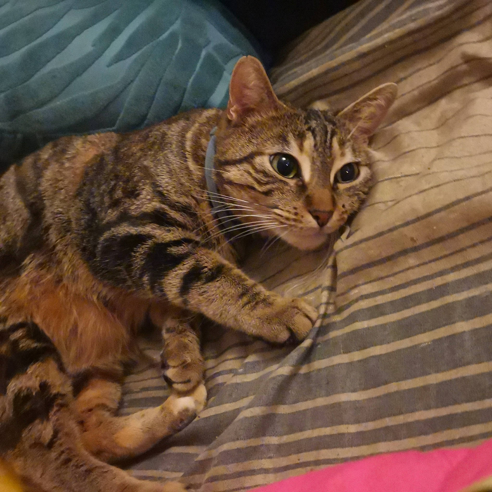 Princesse participe au concours pour gagner de l'argent avec cette photo : carnivore, cat, claw, domestic_short_haired_cat, felidae, fur, paw, small_to_medium_sized_cats, snout, tail, terrestrial_animal, whiskers, wildlife, wood