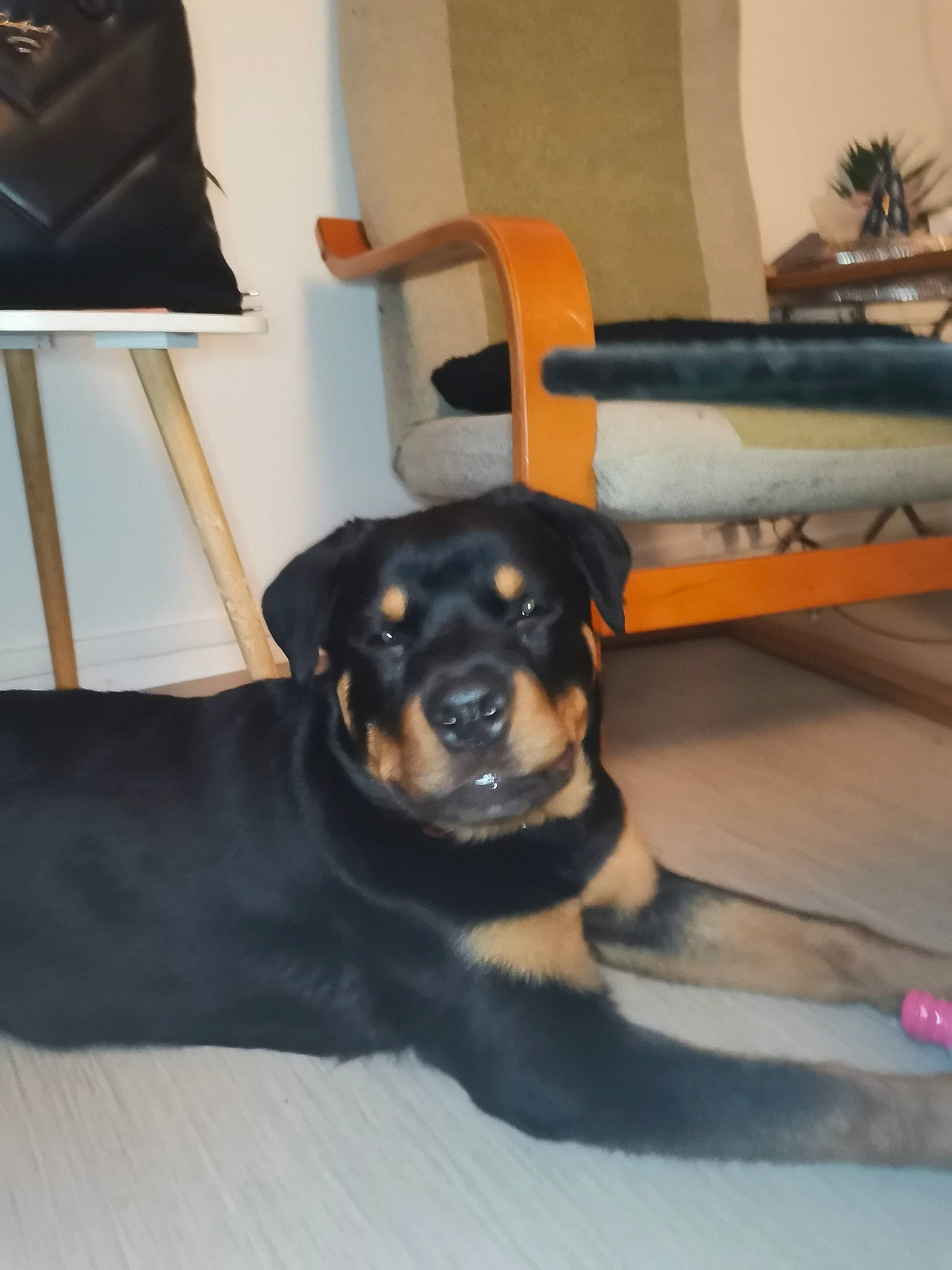 Divas a rejoint le concours — aidez-le/la à gagner de superbes lots ! black, canidae, carnivore, chair, comfort, companion_dog, couch, dog, dog_breed, fawn, flooring, guard_dog, hardwood, houseplant, rottweiler, snout, sporting_group, wood, working_animal, working_dog