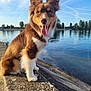 canine, clouds, collar, daytime, dog, ears_up, fur, happy, landscape, nature, outdoor, pet, river, sky, smiling, stone_ledge, sunny, tongue_out, trees, water