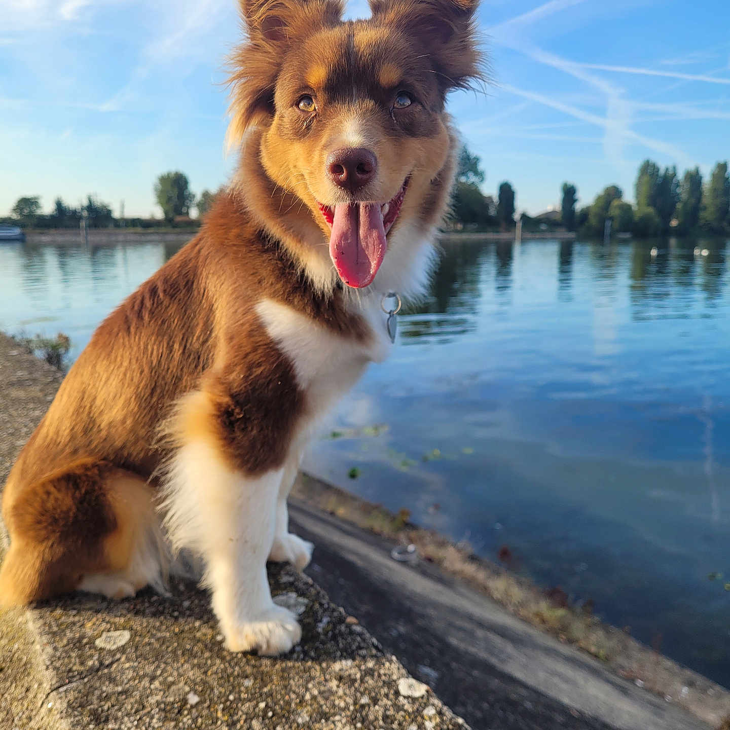 Vénus participe au concours pour gagner de l'argent avec cette photo : canine, clouds, collar, daytime, dog, ears_up, fur, happy, landscape, nature, outdoor, pet, river, sky, smiling, stone_ledge, sunny, tongue_out, trees, water