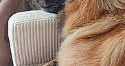 Cooper a rejoint le concours — aidez-le/la à gagner de superbes lots ! animal, black_nose, blanket, brown_fur, chair, cozy, cushion, dog, fan, fluffy, golden_retriever, home, indoors, long_hair, lounging, pet, portrait, relaxed, side_profile, sitting