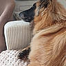 animal, black_nose, blanket, brown_fur, chair, cozy, cushion, dog, fan, fluffy, golden_retriever, home, indoors, long_hair, lounging, pet, portrait, relaxed, side_profile, sitting