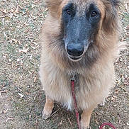 Cooper a rejoint le concours — aidez-le/la à gagner de superbes lots ! belgian_shepherd, black_muzzle, brown_fur, canine, centered_subject, collar, dog, fallen_leaves, fluffy, grass, leash, long_hair, looking_at_camera, natural_light, outdoor, pet, pointed_ears, portrait, sitting, vertical_photo