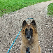 Cooper a rejoint le concours — aidez-le/la à gagner de superbes lots ! animal, brown, canine, daytime, dog, forest, fur, grass, green, leash, nature, outdoor, park, path, pet, quiet, scenery, sitting, trees, walk