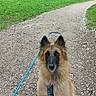 animal, brown, canine, daytime, dog, forest, fur, grass, green, leash, nature, outdoor, park, path, pet, quiet, scenery, sitting, trees, walk
