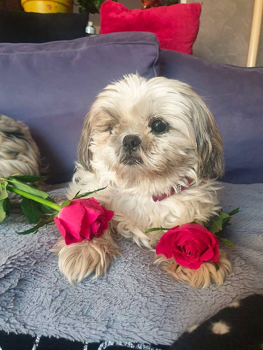Grace participe au concours pour gagner de l'argent avec cette photo : artificial_flower, carnivore, companion_dog, couch, cut_flowers, dog, dog_breed, dog_supply, event, flower, flower_arranging, liver, petal, plant, rose, shih_tzu, snout, terrier, toy_dog, working_animal