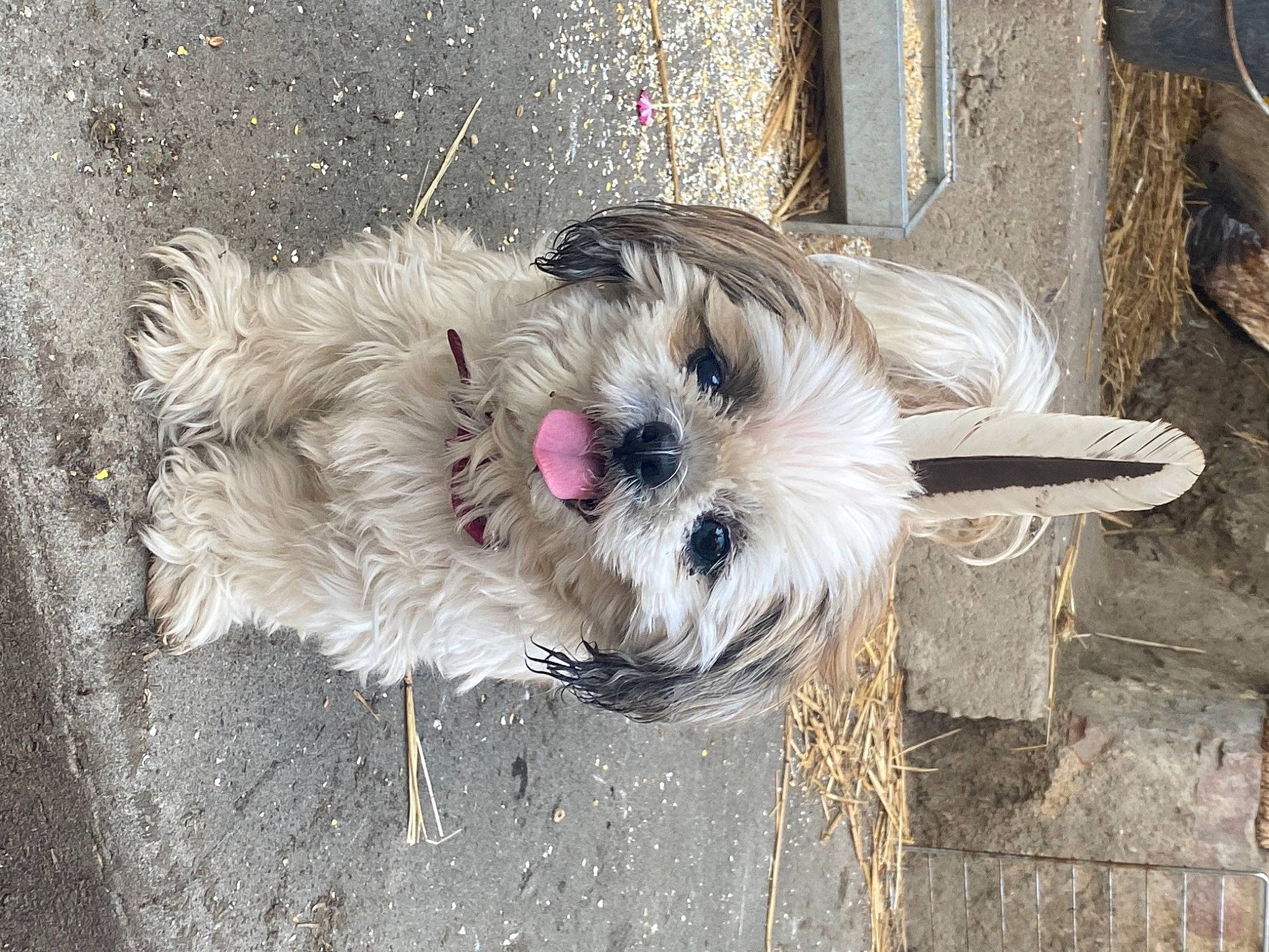 Grace participe au concours pour gagner de l'argent avec cette photo : asphalt, carnivore, collar, companion_dog, concrete, dog, dog_breed, dog_clothes, dog_supply, fawn, fur, poodle_crossbreed, road_surface, sidewalk, small_terrier, soil, sporting_group, terrier, toy_dog, working_animal