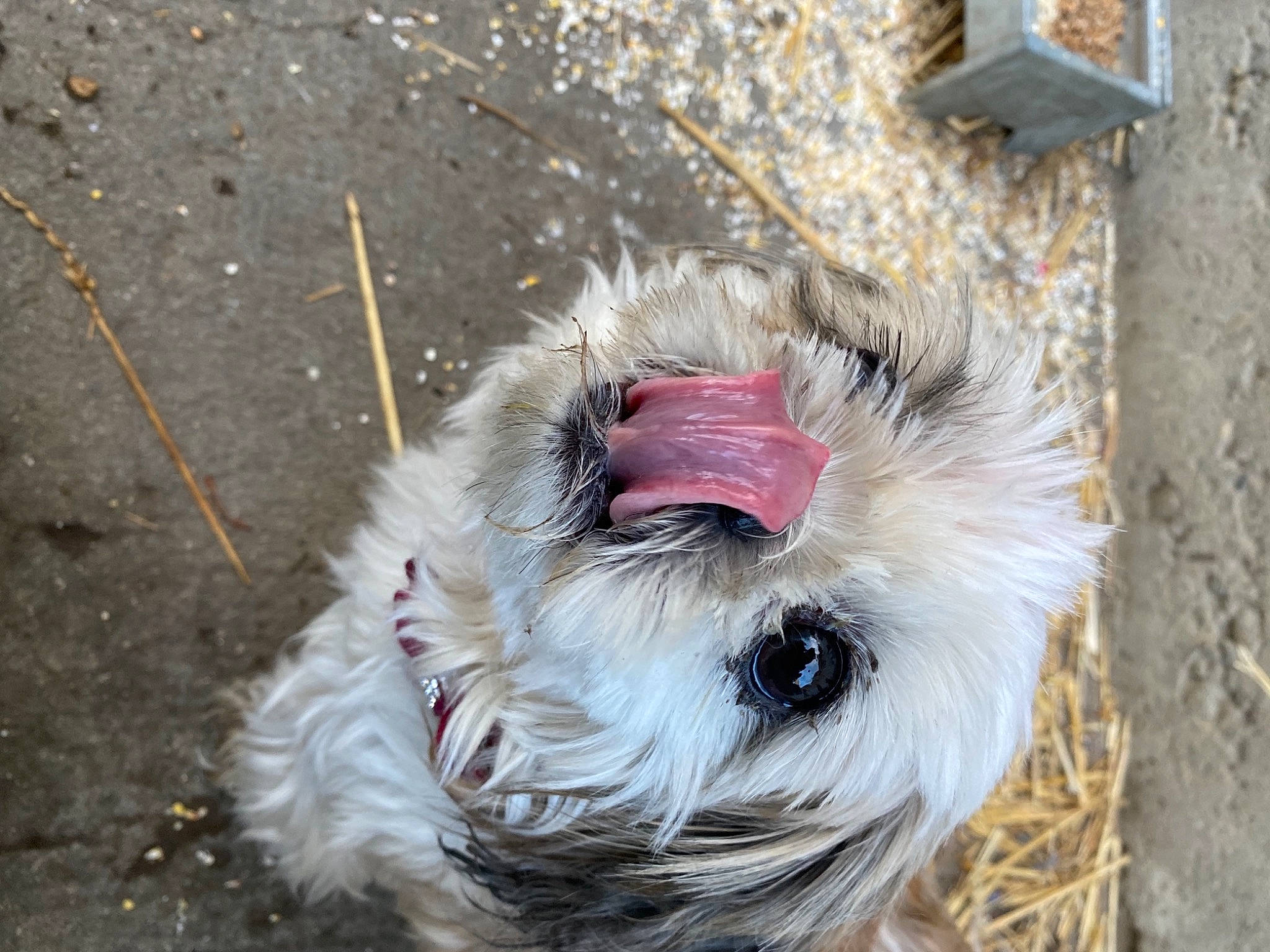 Grace a rejoint le concours — aidez-le/la à gagner de superbes lots ! canidae, carnivore, collar, companion_dog, dog, dog_breed, dog_clothes, dog_collar, dog_supply, eye, fang, fawn, fur, pet_supply, small_terrier, sporting_group, terrier, toy_dog, whiskers, working_animal