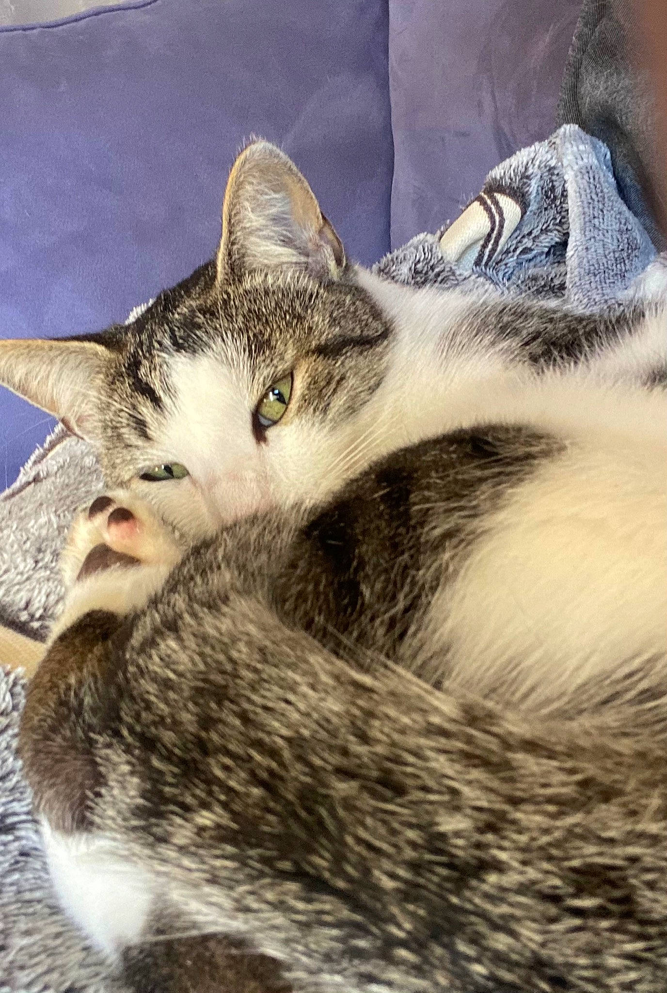 Rafale participe au concours pour gagner de l'argent avec cette photo : carnivore, cat, comfort, domestic_short_haired_cat, felidae, fur, metal, nap, paw, sky, sleep, small_to_medium_sized_cats, snout, terrestrial_animal, tree, vertebrate, whiskers, wilderness, wildlife