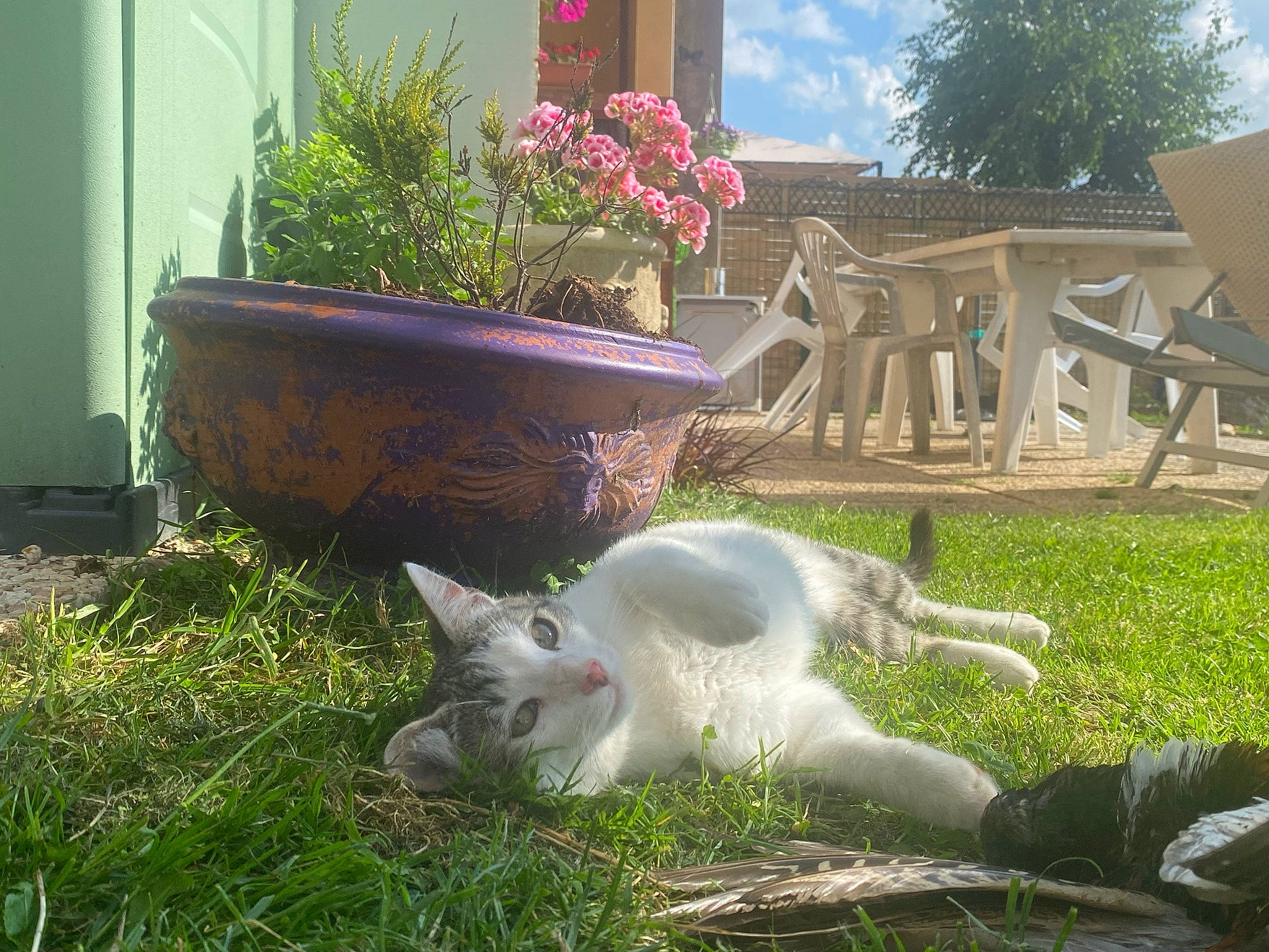 Rafale participe au concours pour gagner de l'argent avec cette photo : art, carnivore, cat, dog_breed, domestic_short_haired_cat, felidae, flower, flowerpot, grass, groundcover, landscape, lawn, lawn_ornament, plant, shrub, small_to_medium_sized_cats, tail, tree, whiskers, wood