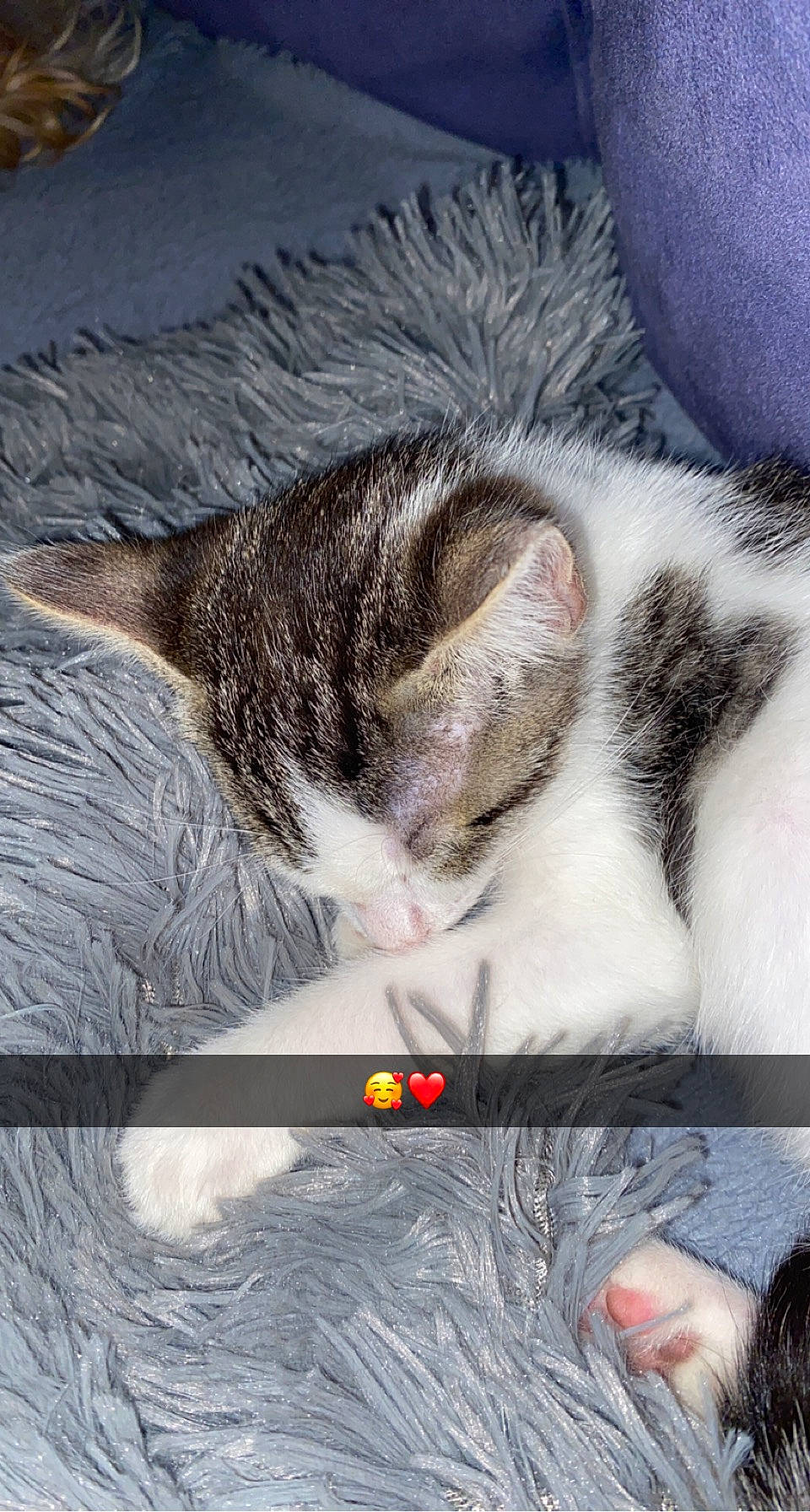 Rafale a rejoint le concours — aidez-le/la à gagner de superbes lots ! carnivore, cat, claw, close_up, comfort, domestic_short_haired_cat, eye, felidae, fur, gesture, grass, human_leg, morning, nose, paw, small_to_medium_sized_cats, snout, tail, whiskers, white