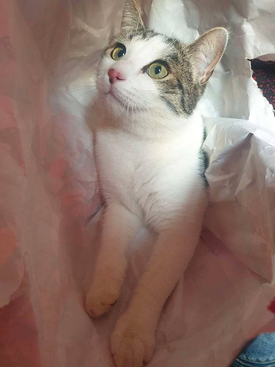 Rafale participe au concours pour gagner de l'argent avec cette photo : carnivore, cat, claw, comfort, domestic_short_haired_cat, door, ear, eyelash, fawn, felidae, foot, fur, nail, paw, small_to_medium_sized_cats, snout, tail, terrestrial_animal, whiskers, window