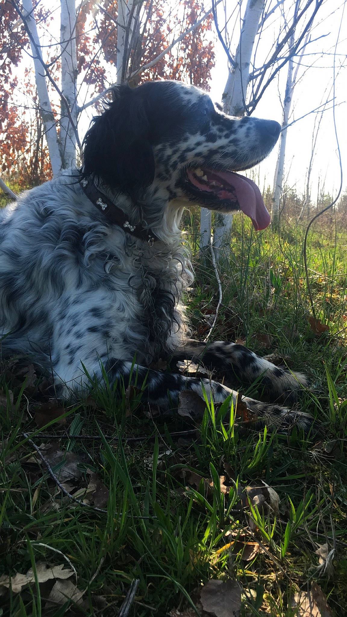 Géday a rejoint le concours — aidez-le/la à gagner de superbes lots ! canidae, carnivore, companion_dog, dog, dog_breed, fang, felidae, fur, grass, plant, sky, snout, spaniel, sporting_group, tail, terrestrial_animal, tree, twig, wildlife, working_animal