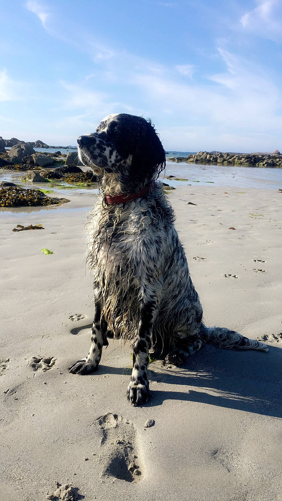 Géday participe au concours pour gagner de l'argent avec cette photo : beach, carnivore, cloud, companion_dog, dog, dog_breed, fur, horizon, labradoodle, portuguese_water_dog, sand, sky, snout, spaniel, standard_poodle, tail, terrier, water, water_dog, wind_wave