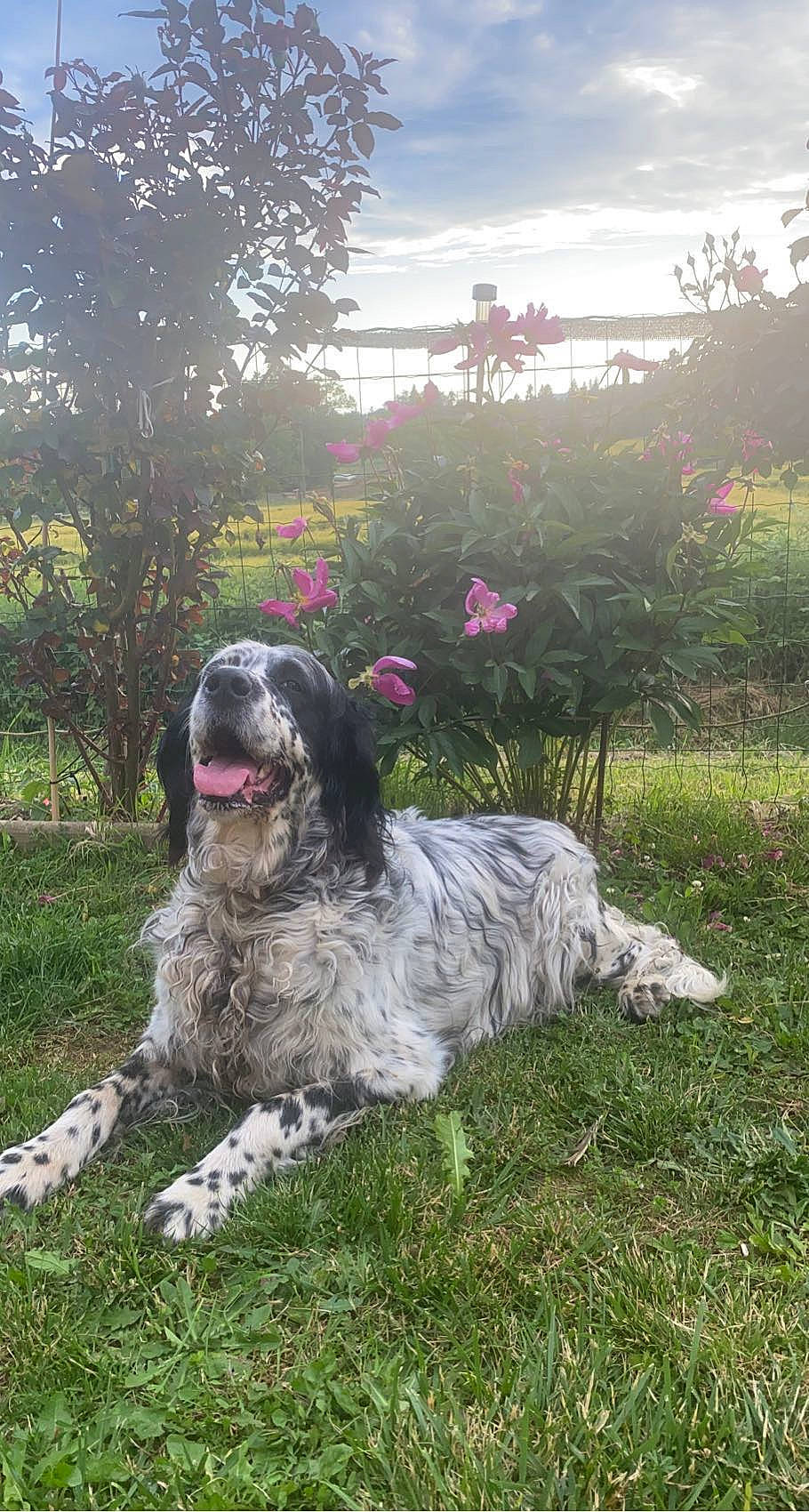 Géday a rejoint le concours — aidez-le/la à gagner de superbes lots ! canidae, carnivore, cloud, companion_dog, dog, dog_breed, flower, grass, gun_dog, herbaceous_plant, landscape, plant, pointing_breed, sky, snout, spaniel, tree, water_dog, working_animal, working_dog