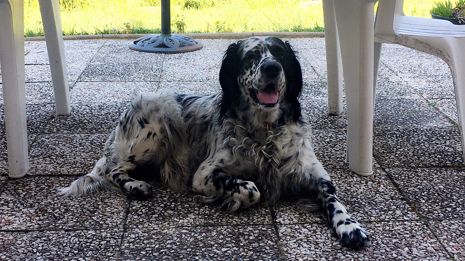 Géday participe au concours pour gagner de l'argent avec cette photo : bored, canidae, carnivore, companion_dog, dog, dog_breed, fur, grass, gun_dog, hunting_dog, snout, soil, sporting_group, terrestrial_animal, working_animal, working_dog