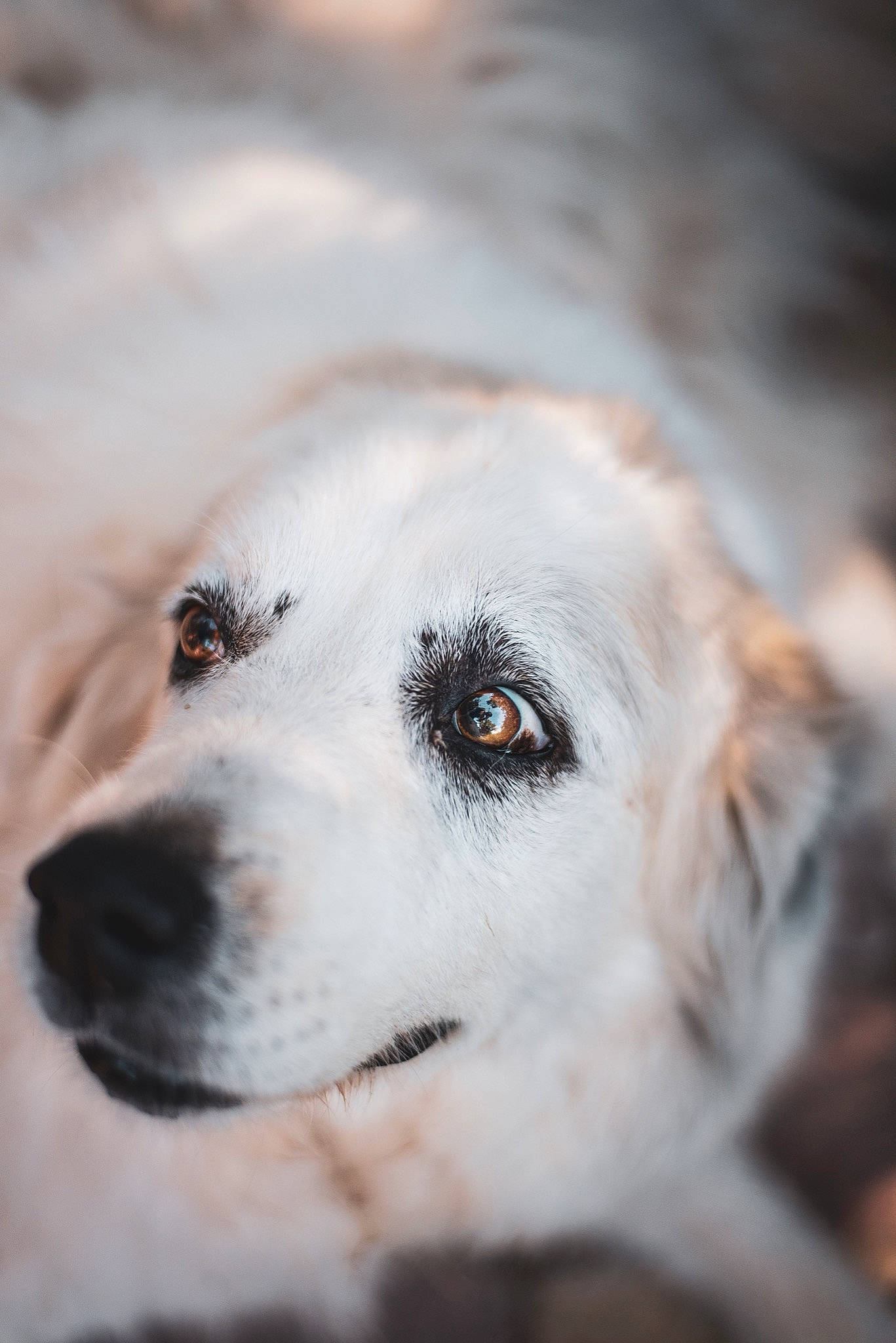 Effie participe au concours pour gagner de l'argent avec cette photo : canidae, carnivore, companion_dog, dog, dog_breed, eye, fur, great_pyrenees, livestock_guardian_dog, mucuchies, nose, puppy, rare_breed_dog, snout, sporting_group, whiskers