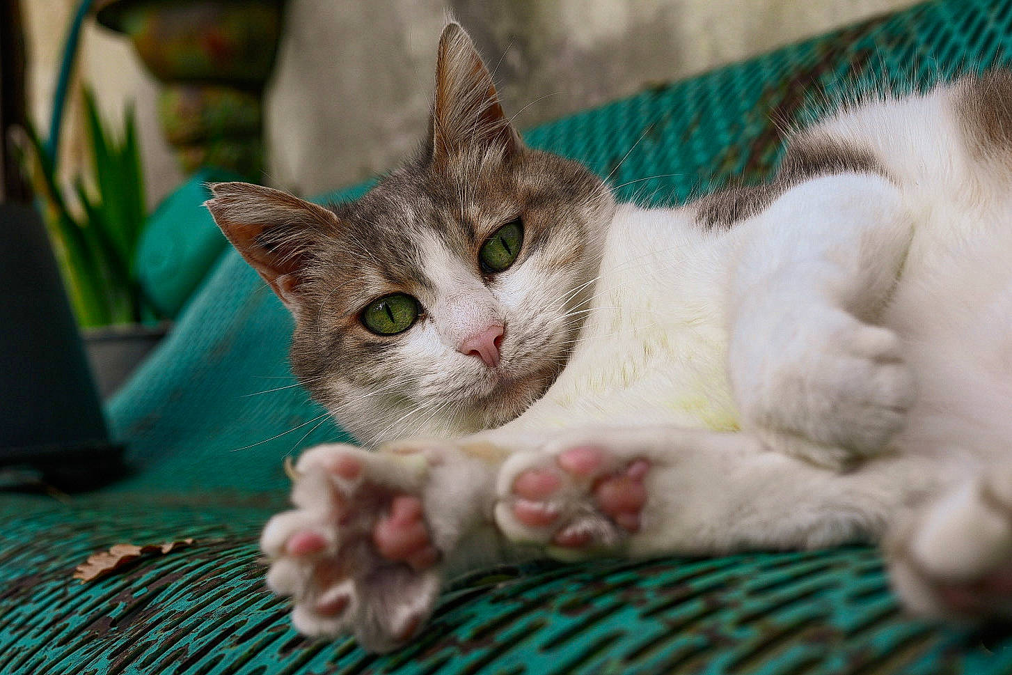 Luna a rejoint le concours — aidez-le/la à gagner de superbes lots ! aegean_cat, american_wirehair, asian, burmilla, carnivore, cat, claw, domestic_short_haired_cat, european_shorthair, fawn, felidae, german_rex, kitten, mammal, polydactyl_cat, singapura, small_to_medium_sized_cats, turkish_van, vertebrate, whiskers