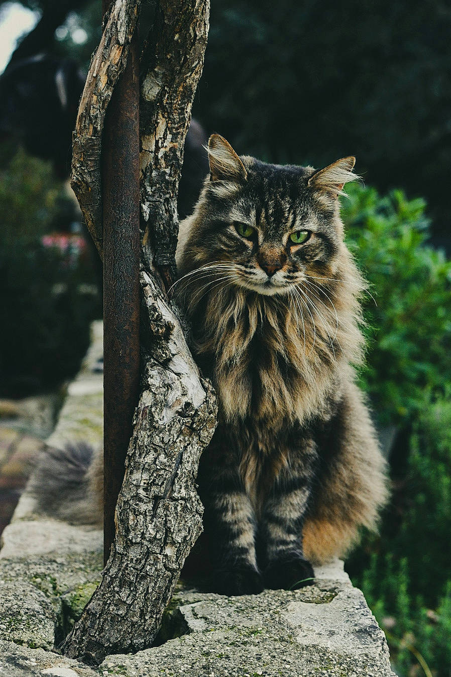 Coon a rejoint le concours — aidez-le/la à gagner de superbes lots ! asian, branch, carnivore, cat, domestic_short_haired_cat, european_shorthair, eye, felidae, fur, maine_coon, norwegian_forest_cat, plant, small_to_medium_sized_cats, tabby_cat, tree, trunk, whiskers, wild_cat, wildlife, woody_plant