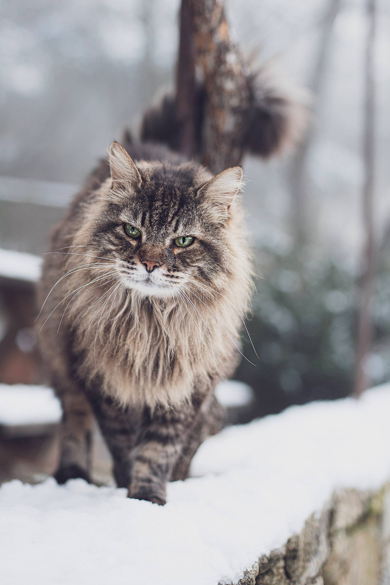 Coon a rejoint le concours — aidez-le/la à gagner de superbes lots ! carnivore, cat, felidae, freezing, fur, ice, mammal, precipitation, small_to_medium_sized_cats, snout, snow, vertebrate, whiskers, wild_cat, winter
