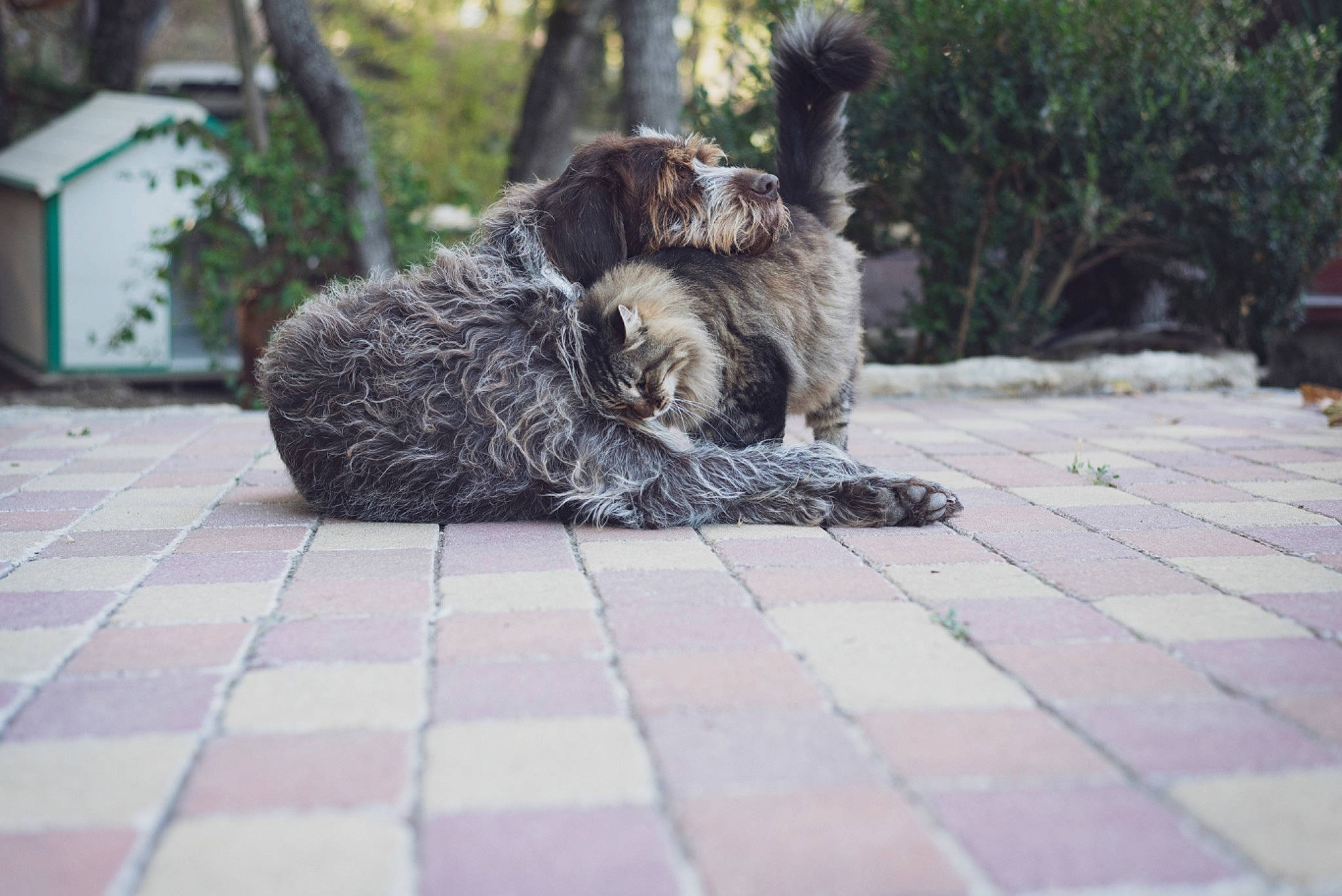 Coon a rejoint le concours — aidez-le/la à gagner de superbes lots ! canidae, carnivore, cesky_fousek, dog, dog_breed, german_shorthaired_pointer, german_wirehaired_pointer, liver, mammal, pointing_breed, puppy, schnoodle, spanish_water_dog, spinone_italiano, sporting_group, stichelhaar, vertebrate, wirehaired_pointing_griffon