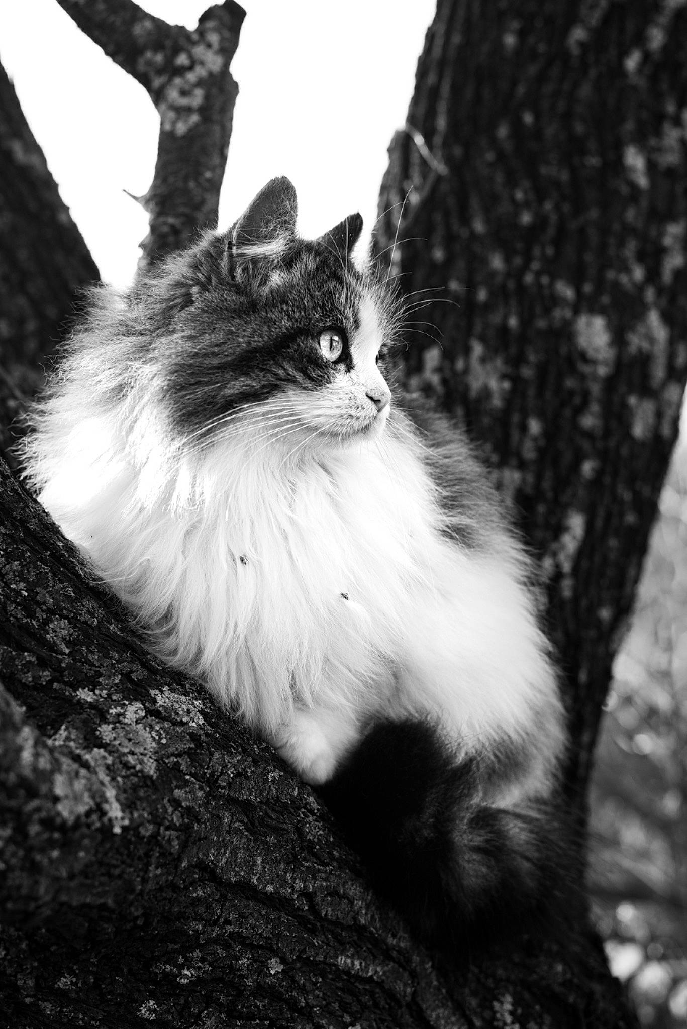 Ysatis a rejoint le concours — aidez-le/la à gagner de superbes lots ! black, black_and_white, branch, carnivore, cat, eye, felidae, fur, monochrome, monochrome_photography, norwegian_forest_cat, photography, sky, small_to_medium_sized_cats, snapshot, snout, tail, tree, whiskers, white