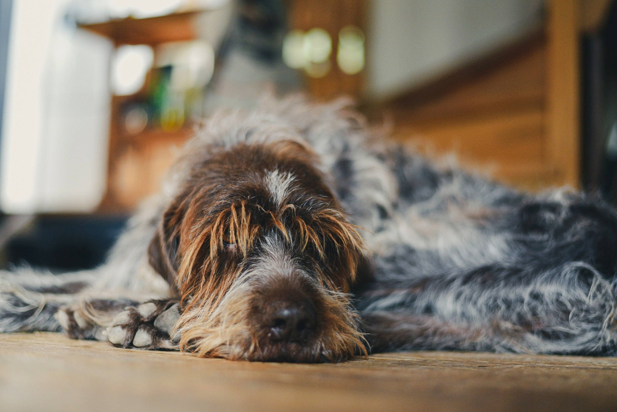 Jack a rejoint le concours — aidez-le/la à gagner de superbes lots ! canidae, carnivore, cesky_fousek, dog, dog_breed, fur, german_wirehaired_pointer, mammal, pointing_breed, puppy, retriever, schnoodle, snout, spinone_italiano, sporting_group, stichelhaar, vertebrate, wirehaired_pointing_griffon