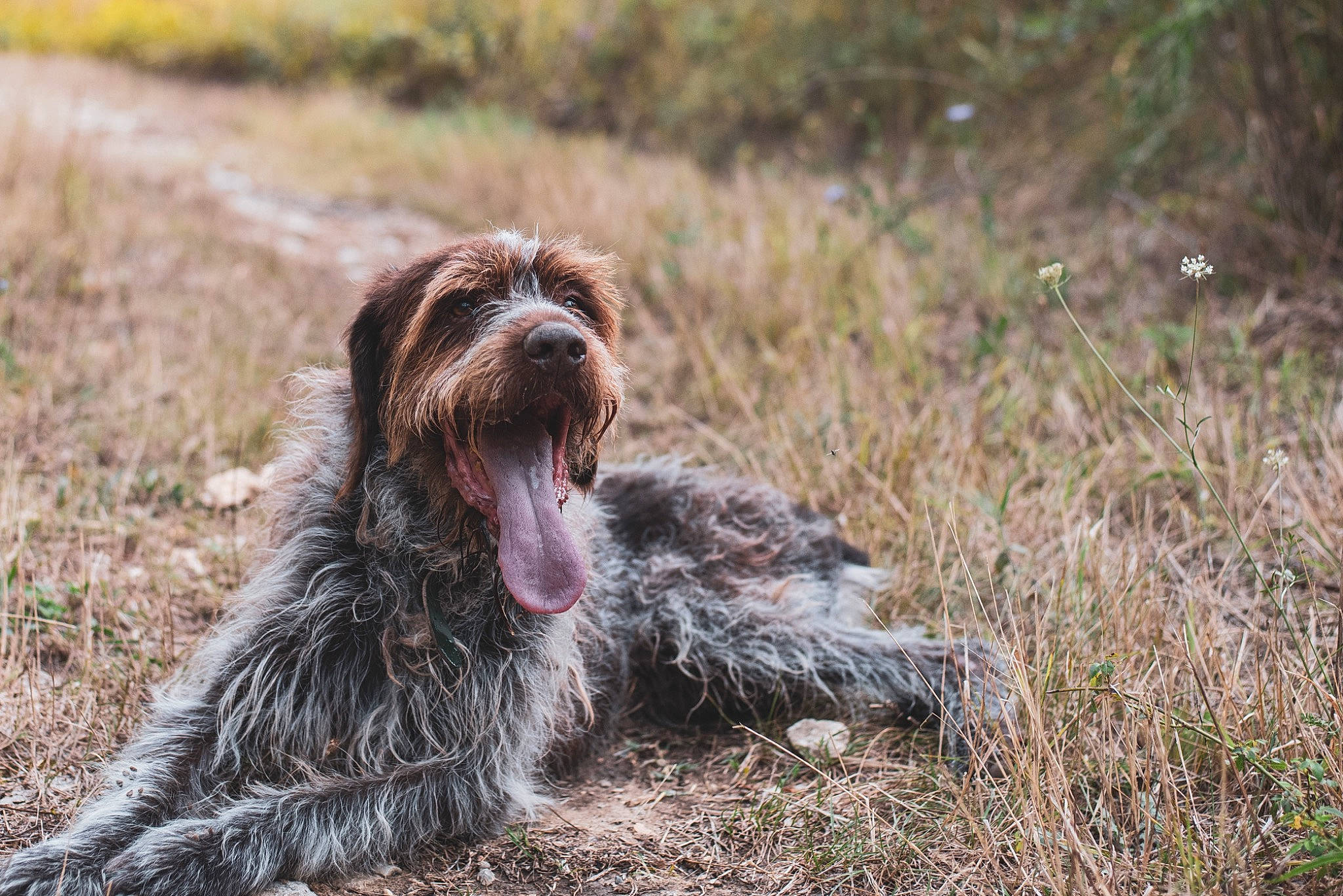 Jack a rejoint le concours — aidez-le/la à gagner de superbes lots ! bosnian_coarse_haired_hound, canidae, carnivore, cesky_fousek, dog, dog_breed, german_longhaired_pointer, german_wirehaired_pointer, hunting_dog, mammal, picardy_spaniel, pointing_breed, pudelpointer, retriever, schapendoes, spinone_italiano, sporting_group, stichelhaar, vertebrate, wirehaired_pointing_griffon