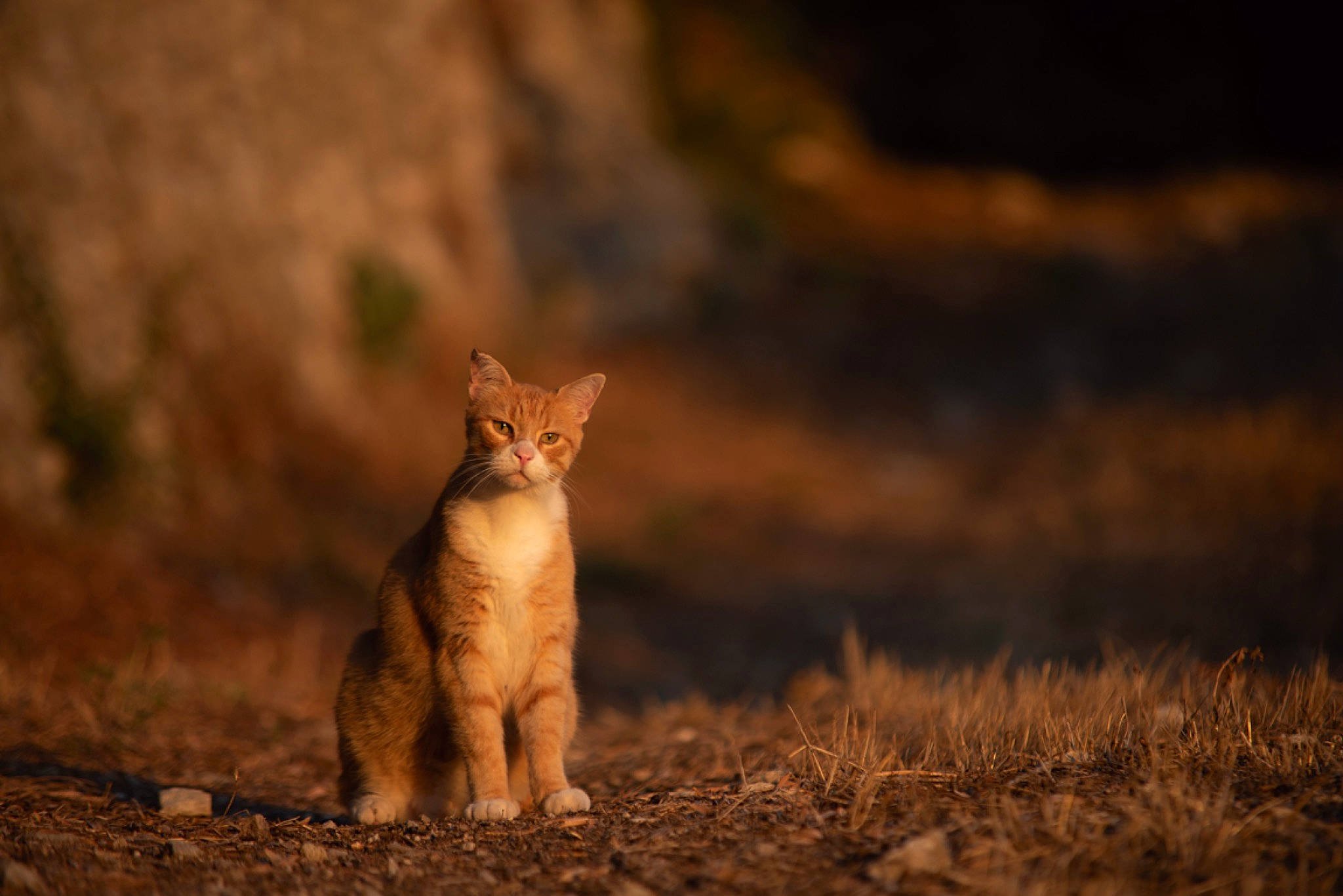 Helios participe au concours pour gagner de l'argent avec cette photo : abyssinian, arabian_mau, carnivore, cat, chausie, fawn, felidae, fur, mammal, nature, small_to_medium_sized_cats, snout, somali, tail, vertebrate, whiskers, wild_cat, wildlife