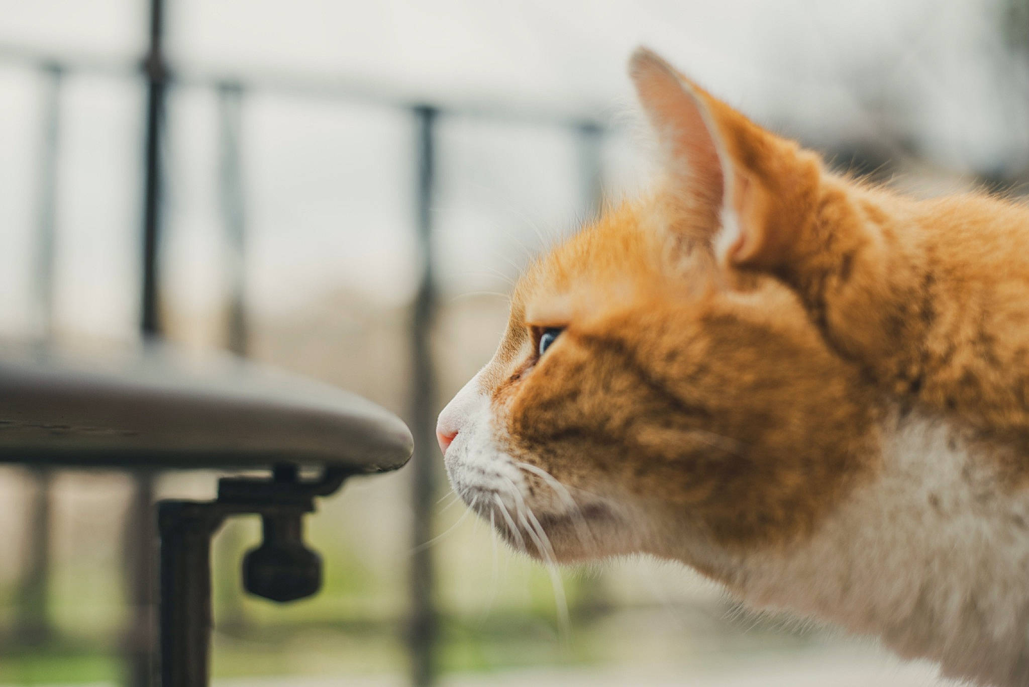 Helios a rejoint le concours — aidez-le/la à gagner de superbes lots ! aegean_cat, asian, carnivore, cat, close_up, domestic_short_haired_cat, ear, european_shorthair, eye, fawn, felidae, fur, german_rex, organism, small_to_medium_sized_cats, snout, tabby_cat, water, whiskers, window